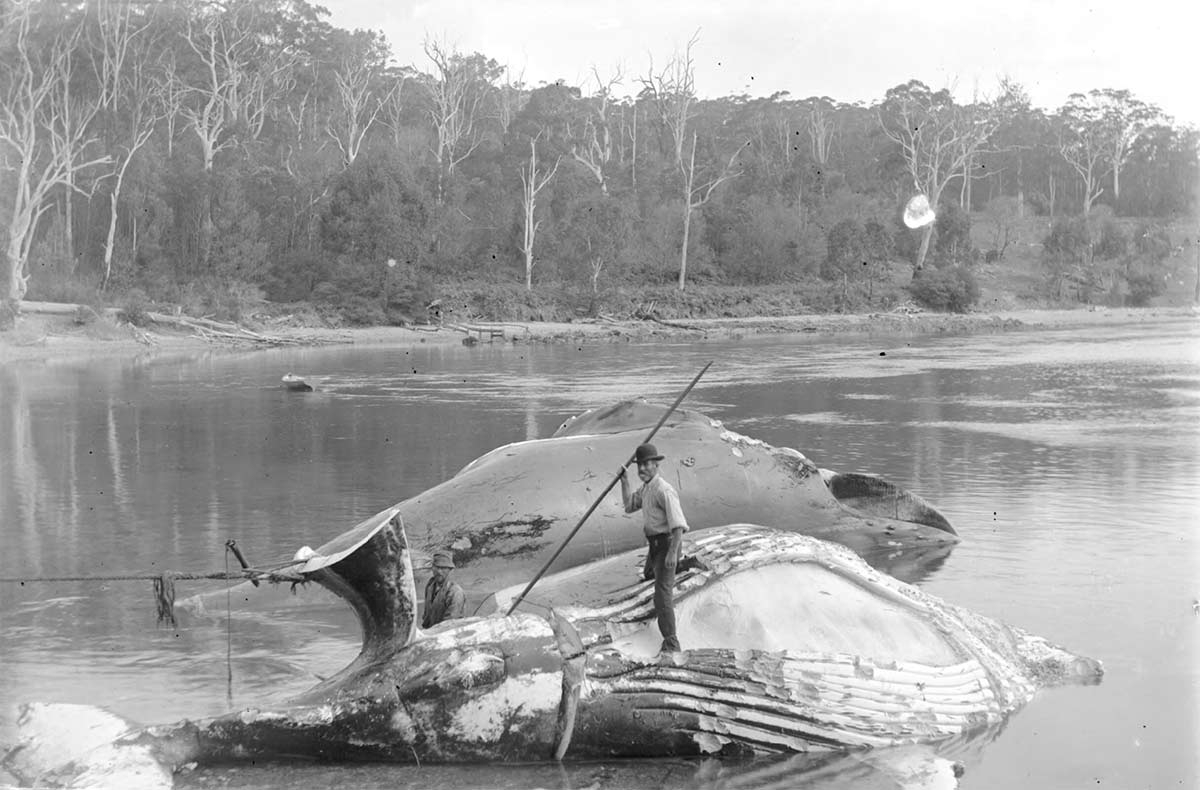 Two men with slaughtered whales on shoreline; one standing on one whale with harpoon spear in hand.