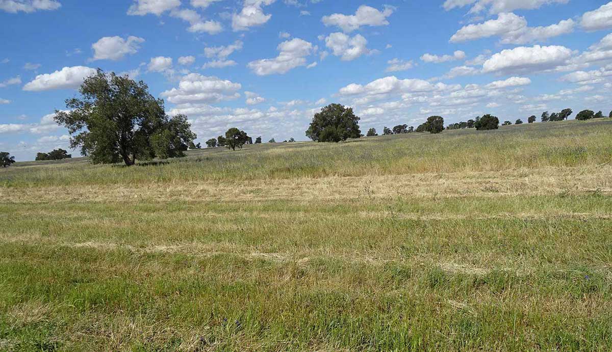 A paddock with mown grass in the foreground, a line of trees mid-range and a blue sky with white clouds.