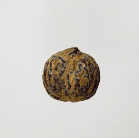 Candlenut tiairi Walnut-shaped nut. Light-brown in colour and badly splintered in places.