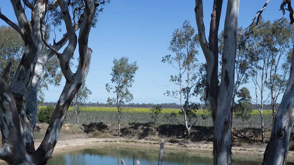 A photo of a rural landscape with a small dam in the foreground dotted with eucalyptus trees. There are trees in the horizon and a field of yellow pasture closer in.