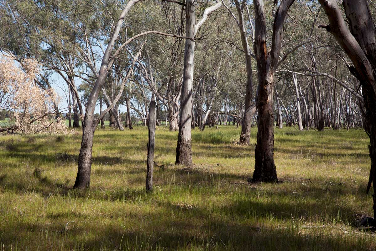 A grassed area with an abundance of gum trees.