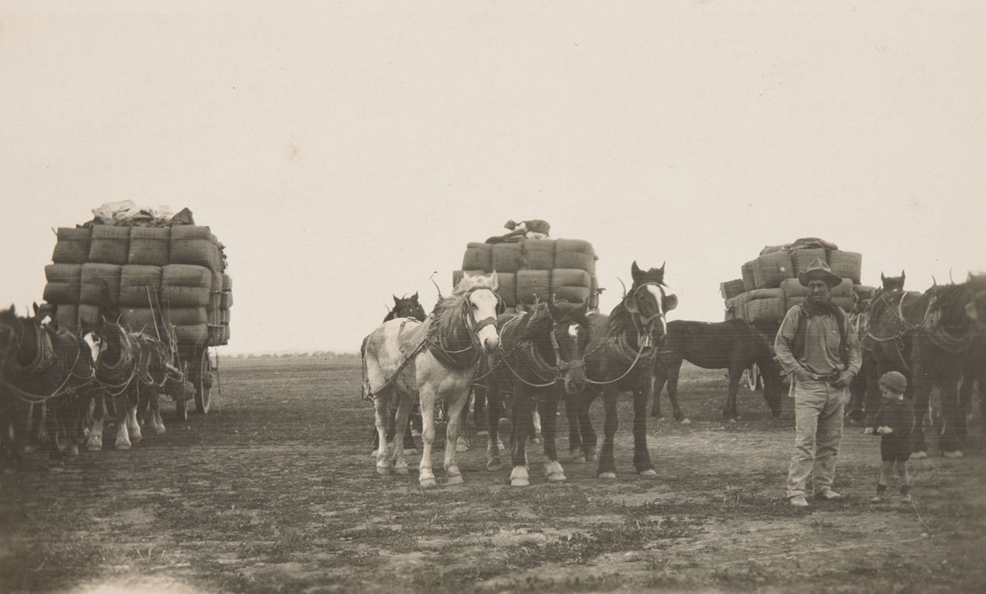 Black and white photo of a man and young child standing before three horsedrawn wagons stacked with wool bales.