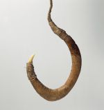 Fishhook matau Fishhook with curved wooden shank, bone point, and lashing of twisted cords of plant material.