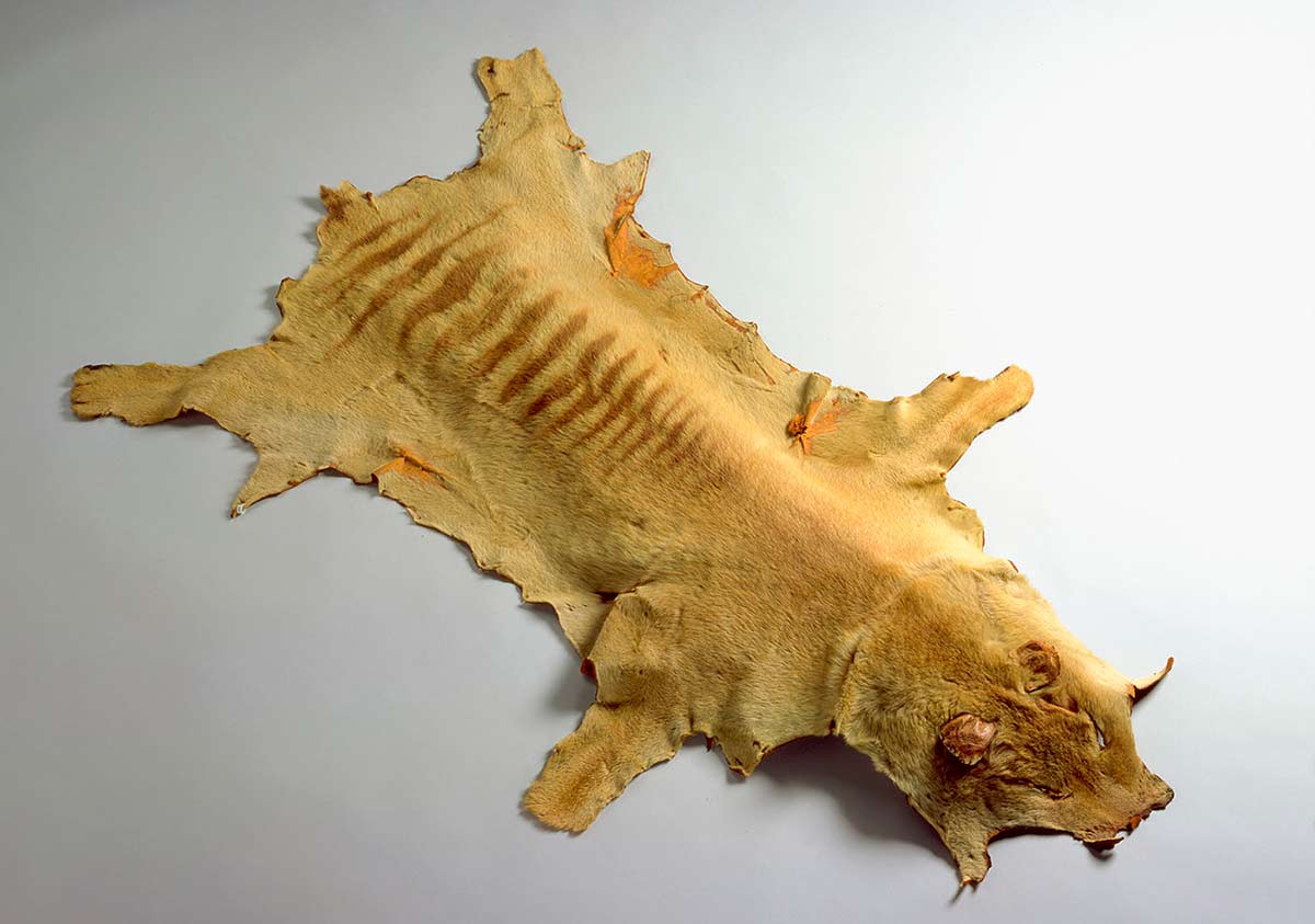 Animal pelt with beige-brown fur and no tail. There is darker fur on the back with fourteen distinct darker stripes. No fur is on the ears, which are orange brown.