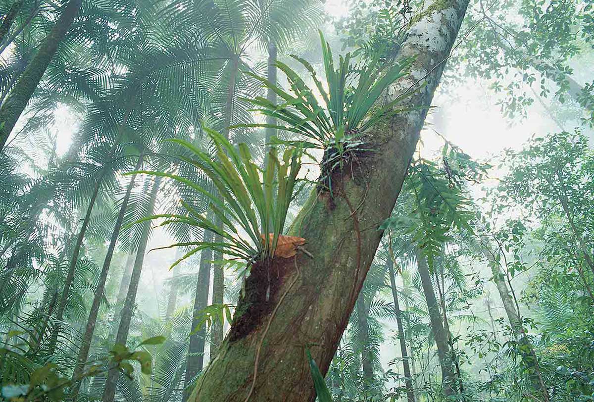 A closeup photo of tall tropical rainforest trees. The closest tree has two large leafy plants growing on its trunk. The atmosphere looks steamy.
