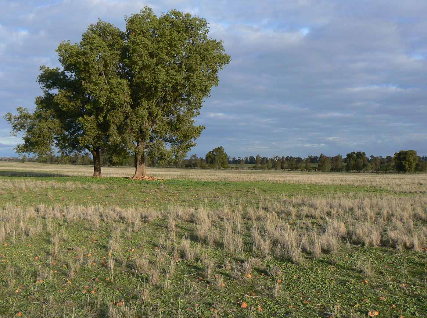 Australian farmland featuring a pair of kurrajong trees.