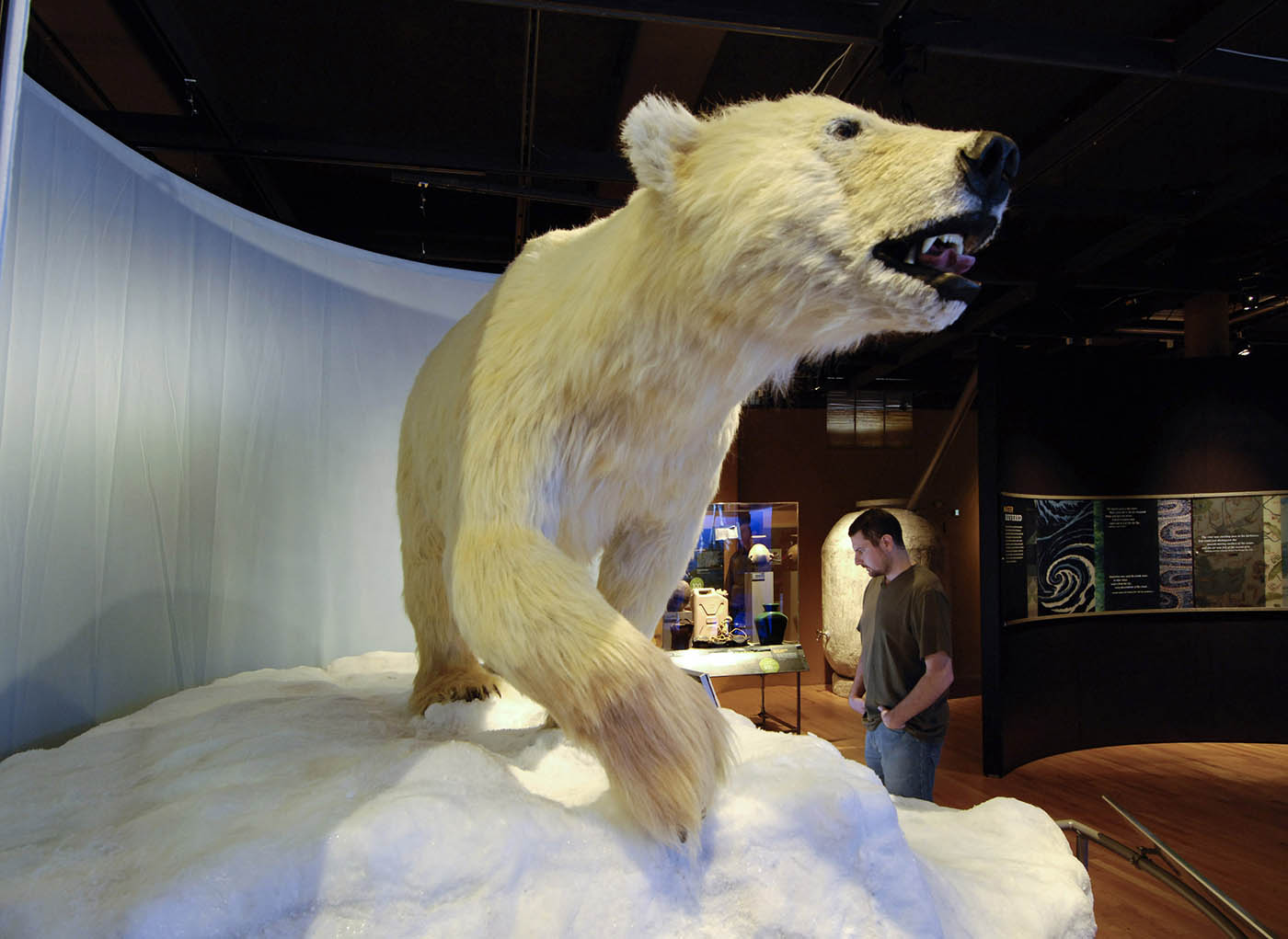 A lifelike model of a white polar bear stands atop an icy mount. A visitor at the right of the image examines a text panel.