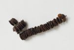 Necklaces (fragments) tuinga kahoa Necklace consisting of brown oval seeds and white snail shells.