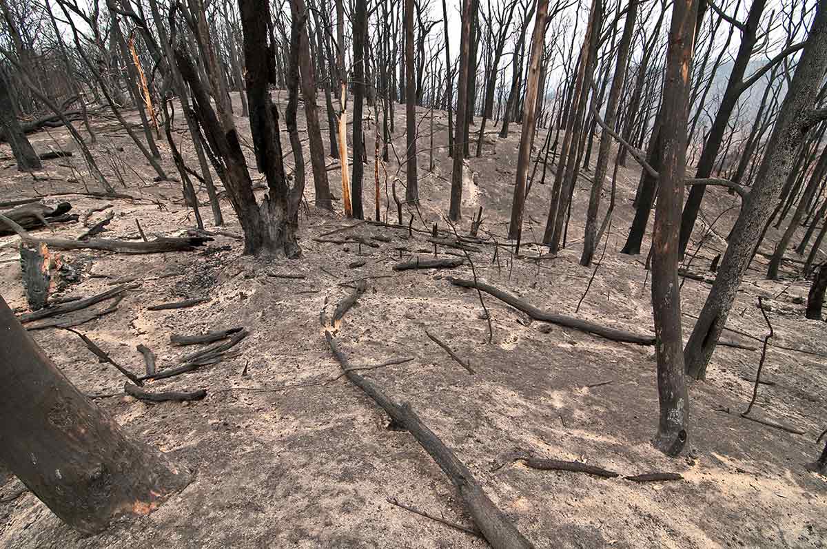 Remains of bush following Black Saturday fires.