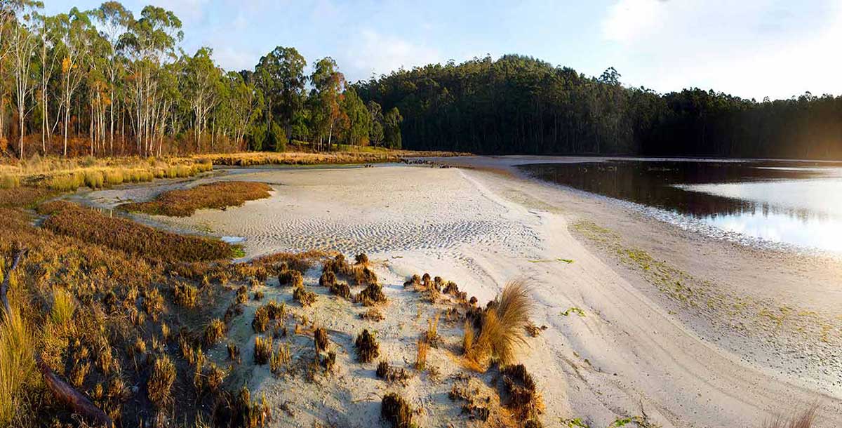 A colour photo of a section of the coastline. The beach is cream coloured sand that has the appearance of ripples created by movement of water and sea-life. At the forefront are tufts of grass and a view of trees in the background.