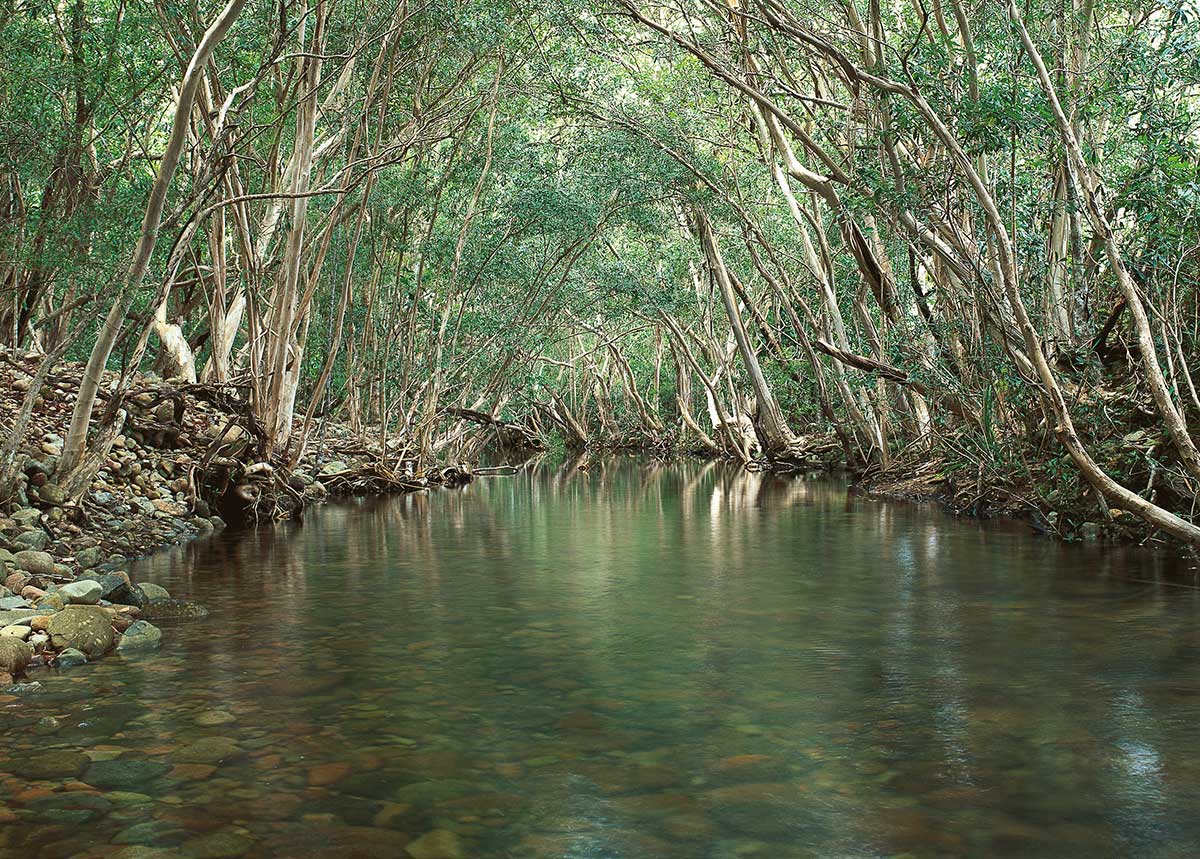A waterway lined with trees on both sides. The surface of the waterway looks rocky; the bank on the left is very rocky.