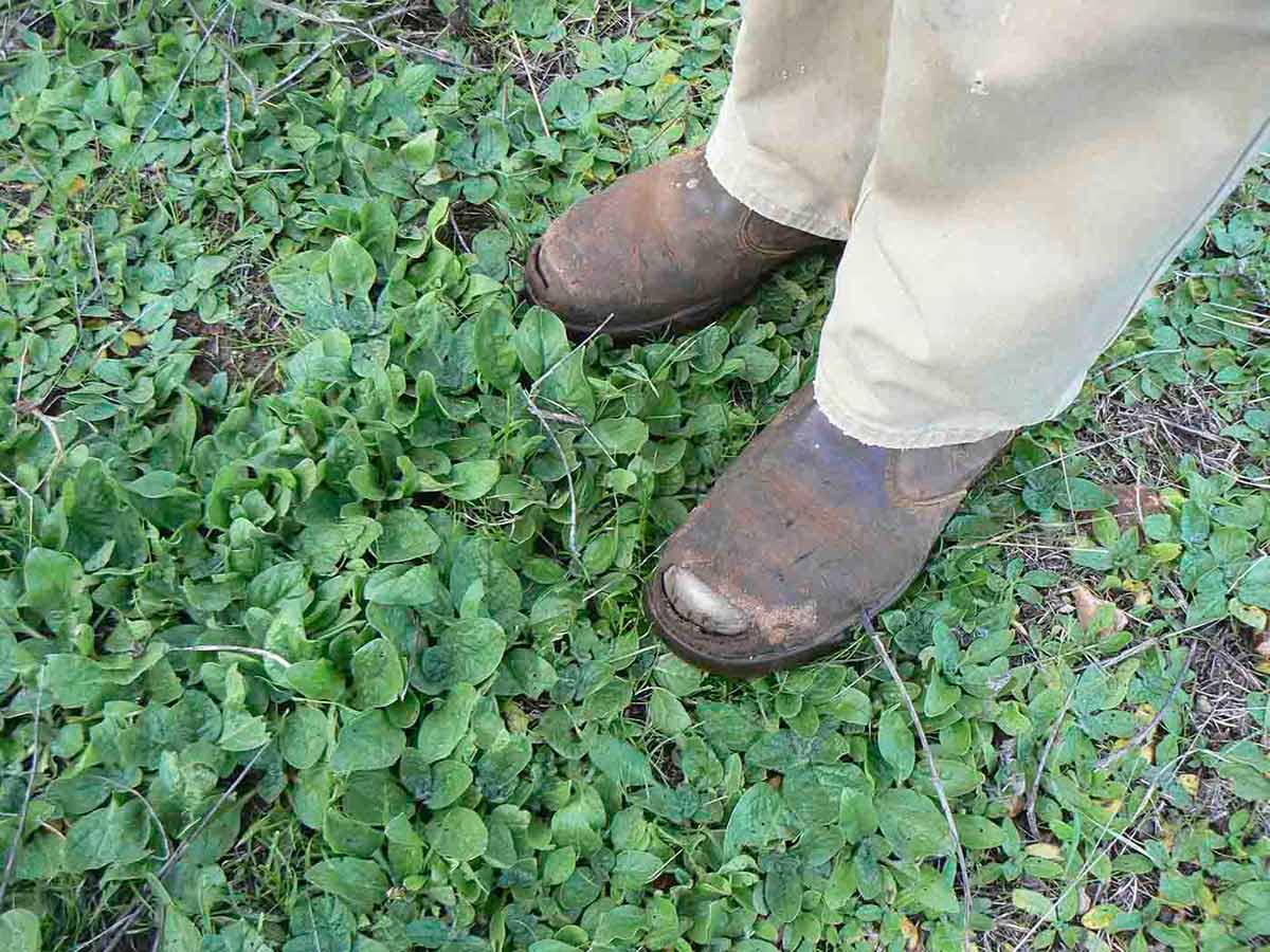 A person standing in a thick patch of Paterson's curse on Australian farmland. Only the lower part of the person's legs is visible.