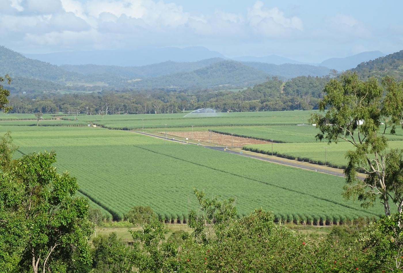A colour photo of sugar can crops.