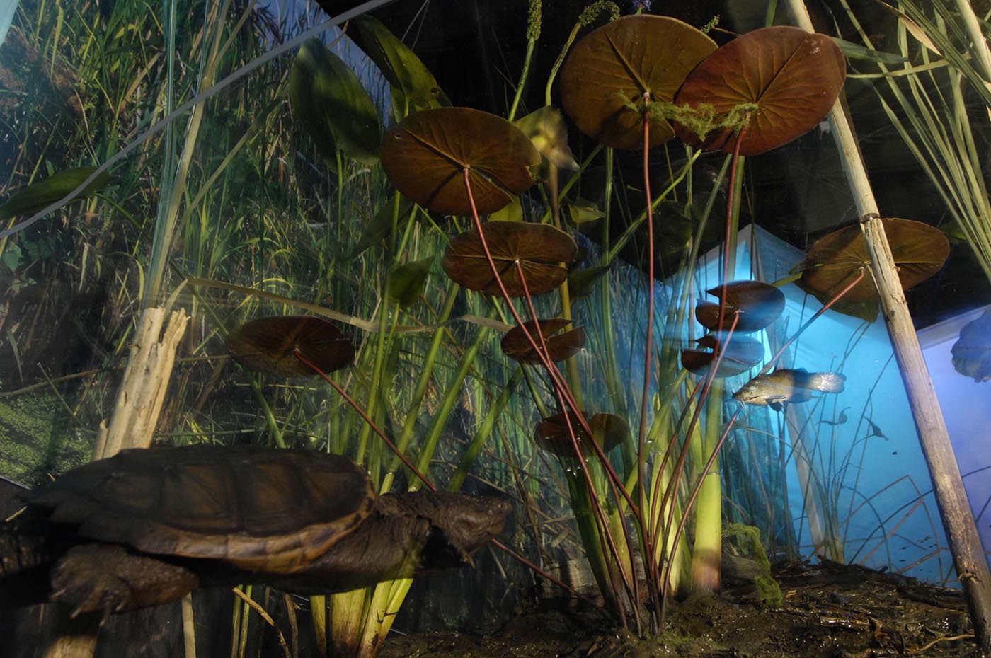 Diorama showing a turtle and fish swimming among water lilies and grasses.