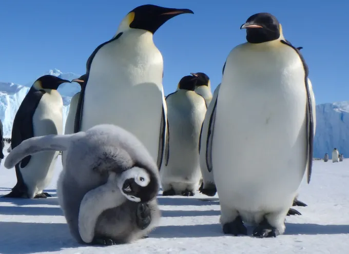 Penguin pals