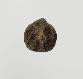 Candlenut tiairi Walnut-shaped nut with a lustrous surface of a grey or brownish-black colour.