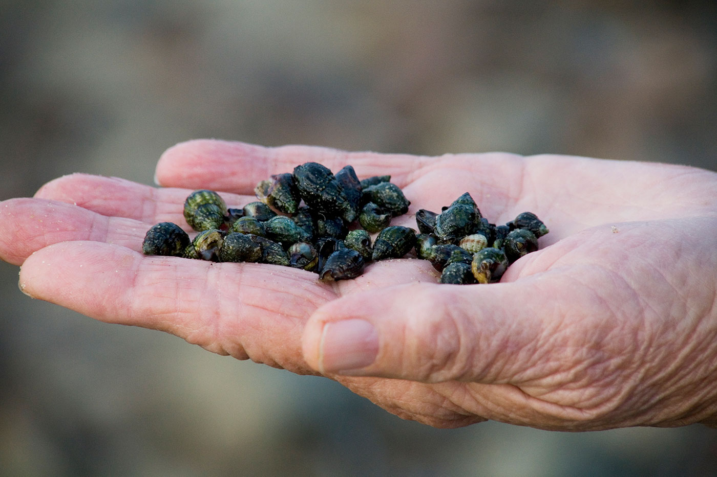 A person's hand with shells in it.