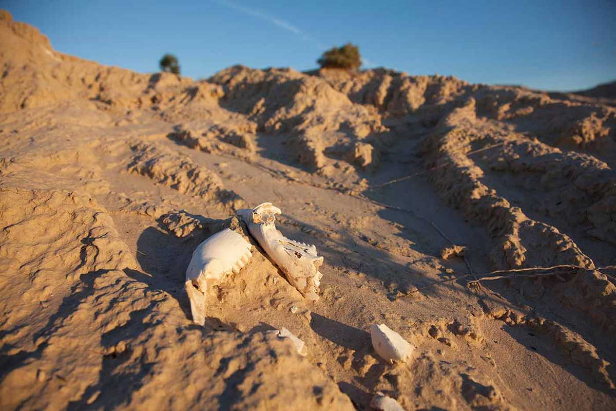 Colour photograph of ochre-coloured arid landscape, with what appears to be the jaw bones of animals half buried in the foreground.