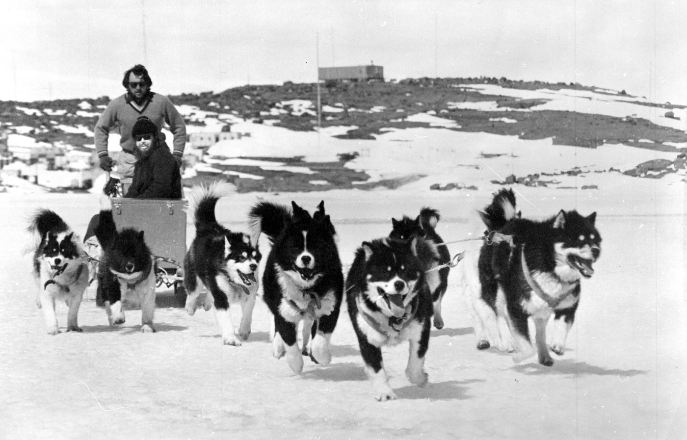 Black-and-white photo of two men on a sled being pulled by multiple dogs across snow.