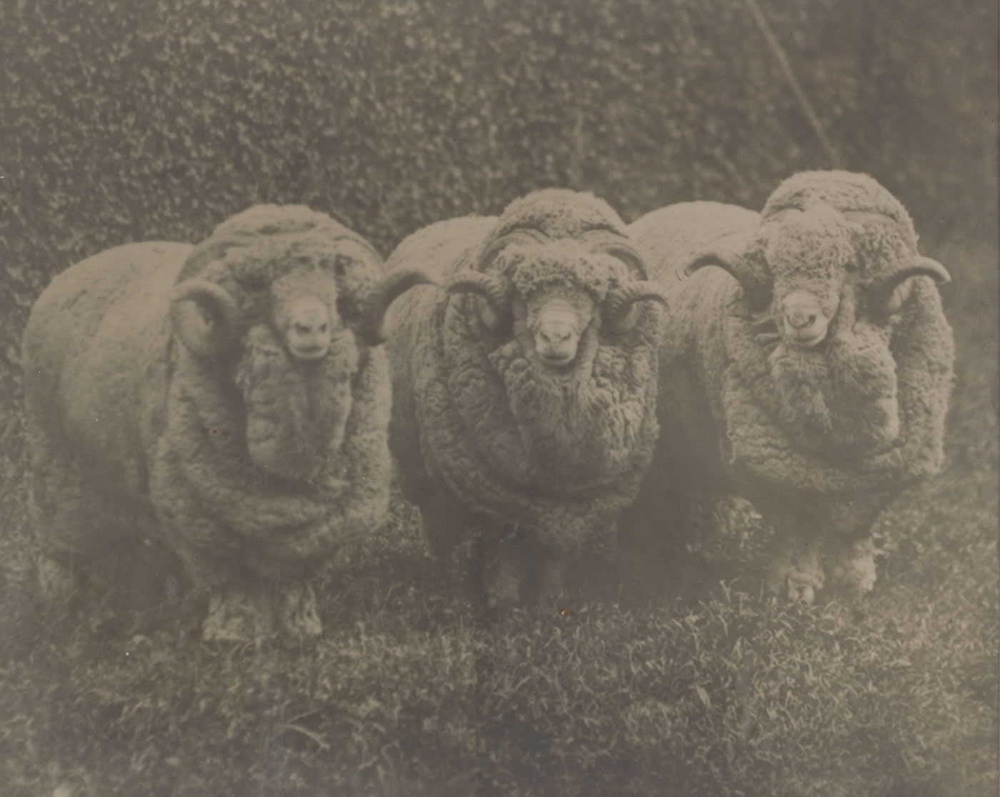 Black and white framed photograph of three very wooly rams.