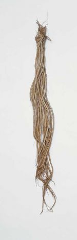 Flax sample harakeke Flax sample of twenty twisted cords, ending in loose strands, knotted together at the upper edge and held together by a thin band.
