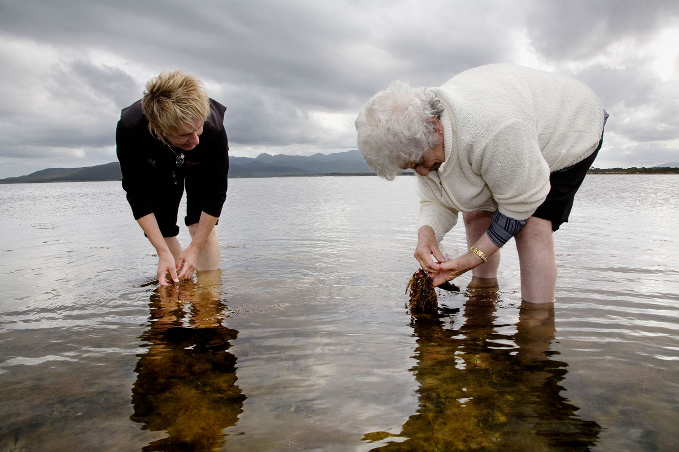 Two women standing in water and bending down looking for shells.