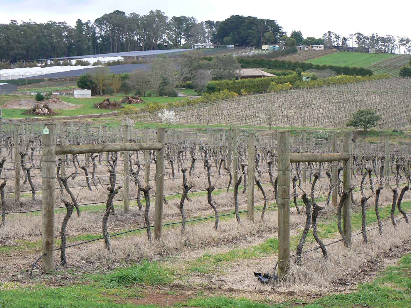 A colour photograph of vineyards and other crops.