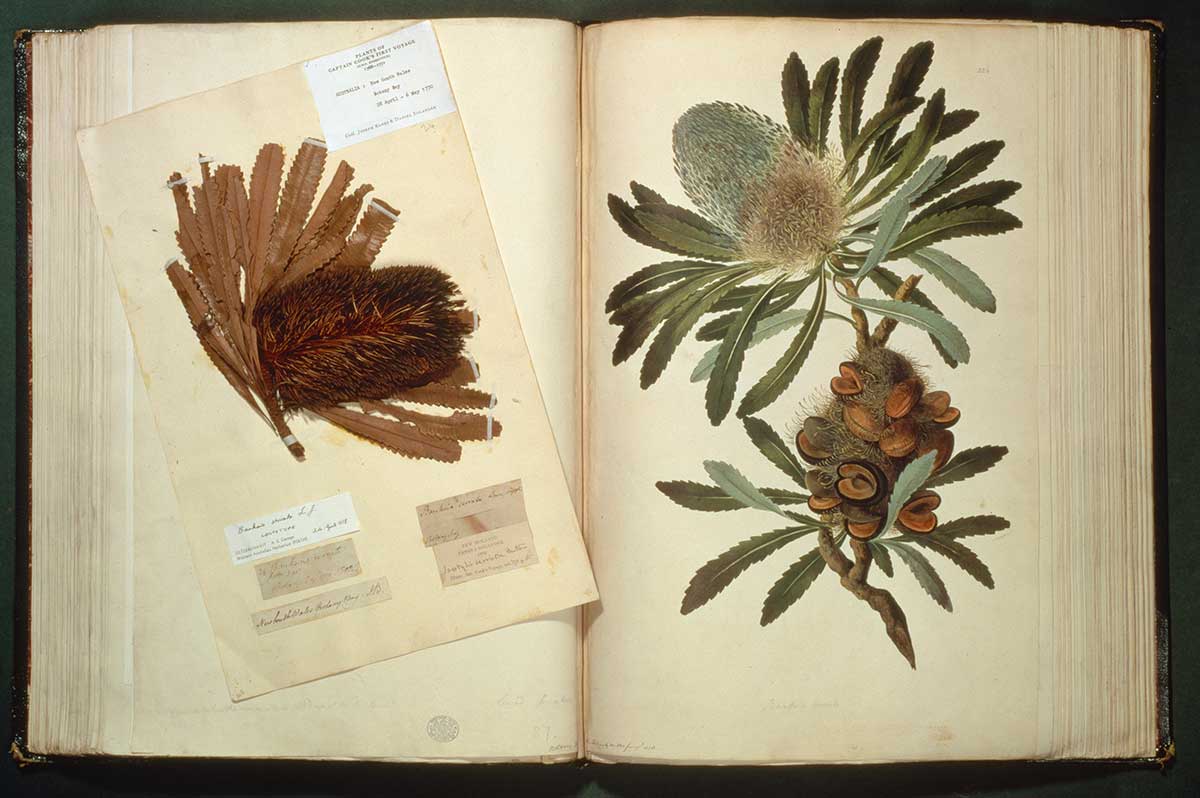 Colour photograph of an old book which is open to reveal an artwork of a banksia specimen on the right page. A dried banksia specimen is placed on top of the left page and displays various labels including one that reads ‘PLANTS OF CAPTAIN COOK'S FIRST VOYAGE’.