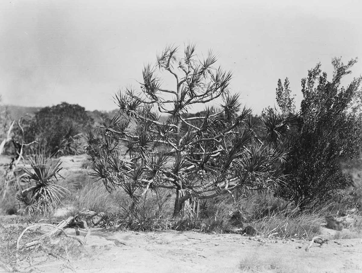 Pandanus basedowii, northern Arnhem Land, Northern Territory 1928. A pandanus tree is in the centre of the image. Many branches have grown out from the trunk. Each branch ends in a cluster of spiny pandanus palms. This growth creates the effect of the inner space around the trunk and branches being contained by the clumps of vegetation at the end of the branches. Other plant growth is either side of the pandanus tree and in the background. Other trees, tall grasses and a variety of bushes are visible. Shadows under the trees and bushes suggest that the sun is directly overhead. Sections of the horizon can be seen in amongst trees in the background and through gaps in the pandanus tree.