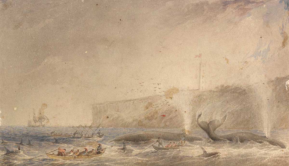 Three boats hunting two whales. The dorsal fins of killer whales are visible among the boats. A ship is visible in the background, as are cliffs with a lighthouse flying the Union Jack.