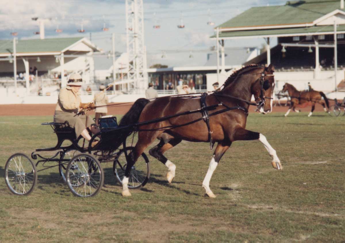 Colour photo of a woman steering a horse driven carriage.