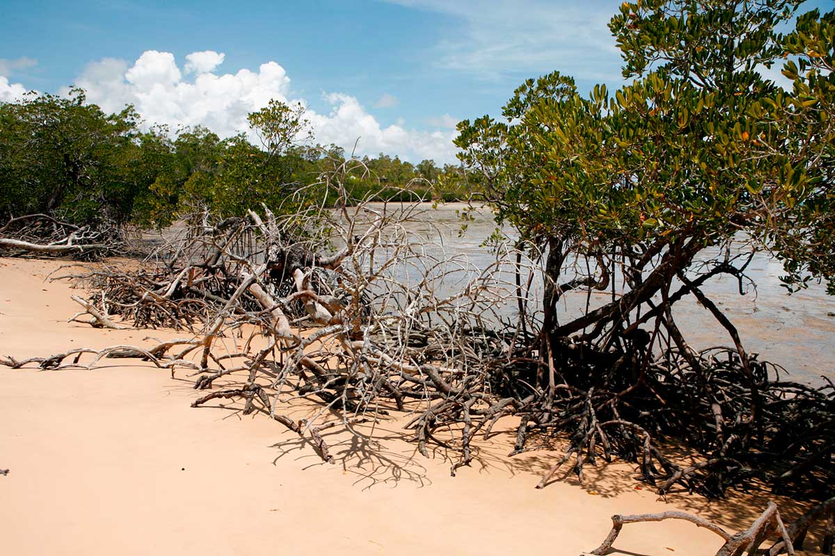 A natural reservoir lined with vegetation. In the foreground some of the vegetation has died off; the ground is sand.
