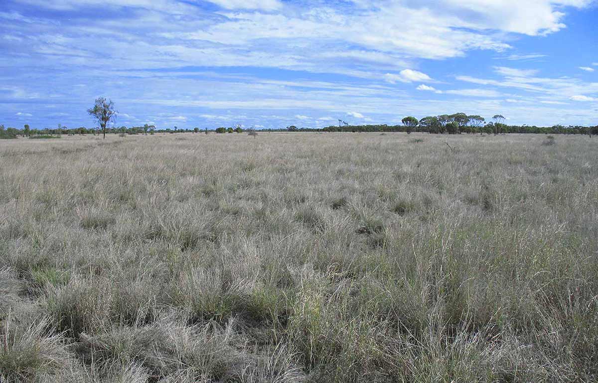 Landscape image of grassy plains with trees and a blue sky in the distance.