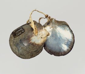 Clappers tete A pair of castinets or clappers, formed of two mother-of-pearl shells.