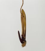 Fishhook mata’u Fishhook with mother-of-pearl shank, the hook made of Tortoiseshell secured together with plant fibres.