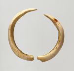 25.jpg Two curved boar tusks, white, but with a light yellow colouration in several places.