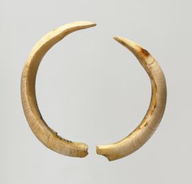 25.jpg Two curved boar tusks, white, but with a light yellow colouration in several places.