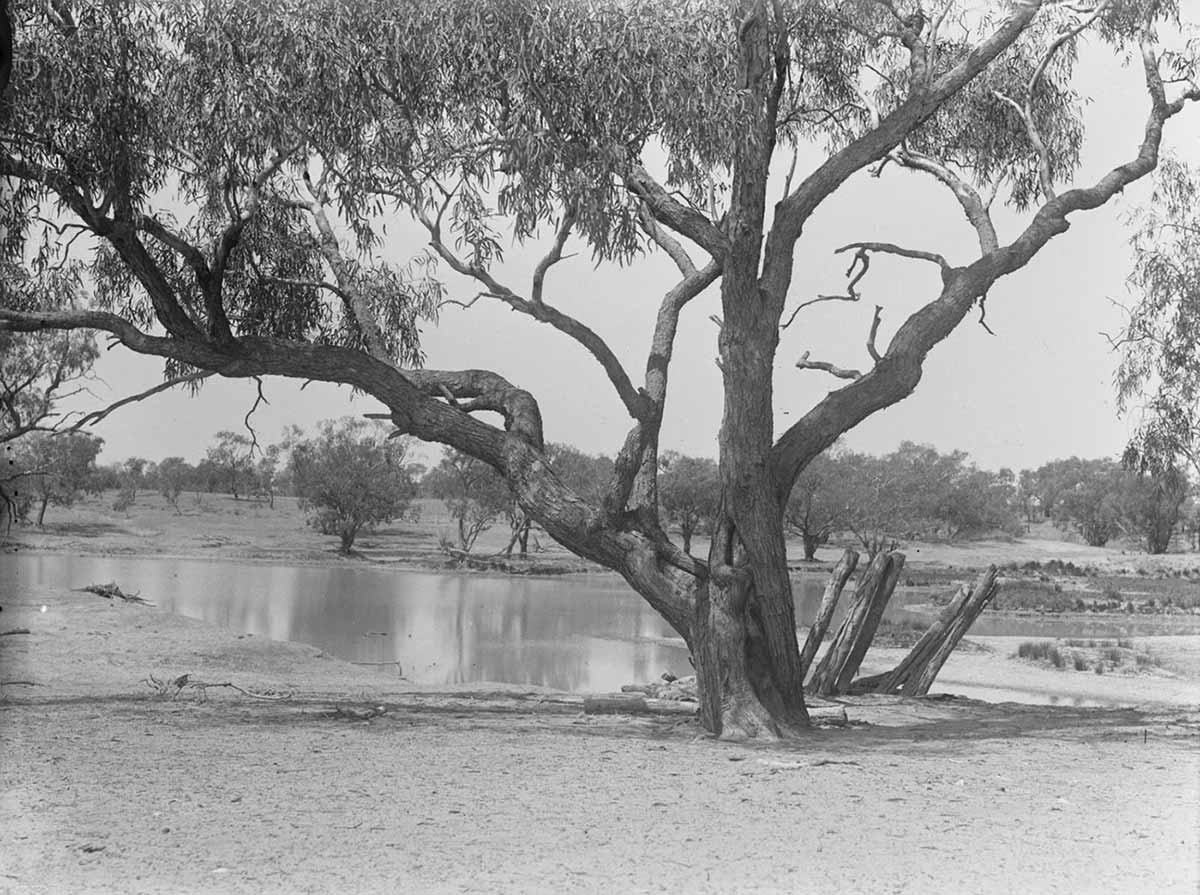 Herbert Basedow's photo of a tree beside Cooper Creek in 1919. Timber can be seen jutting diagonally out of the bank just behind and to the left of the tree.
