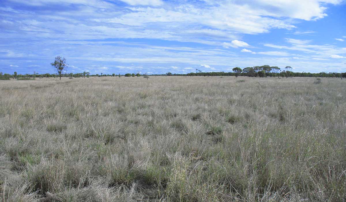 A grassy plain with trees in the distance and a blue but cloudy sky.