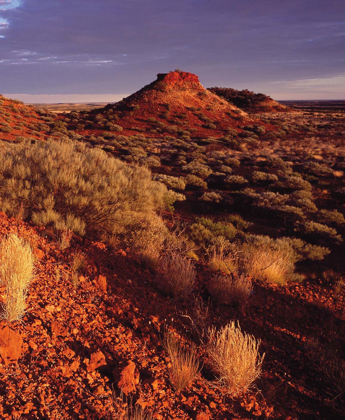 Colour photo of a desert landscape featuring a small hill and scattered plants.