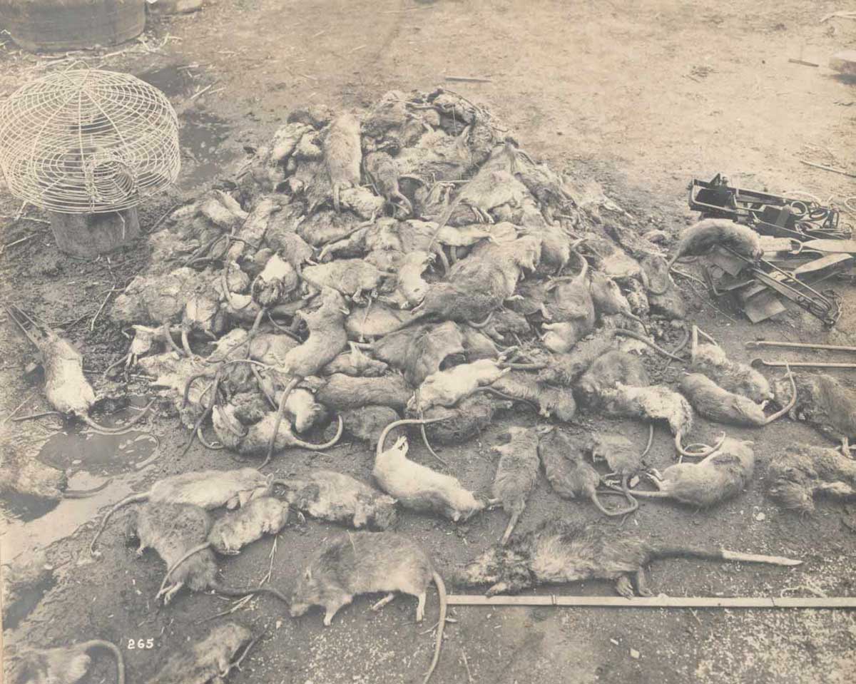 Mound of dead rats.