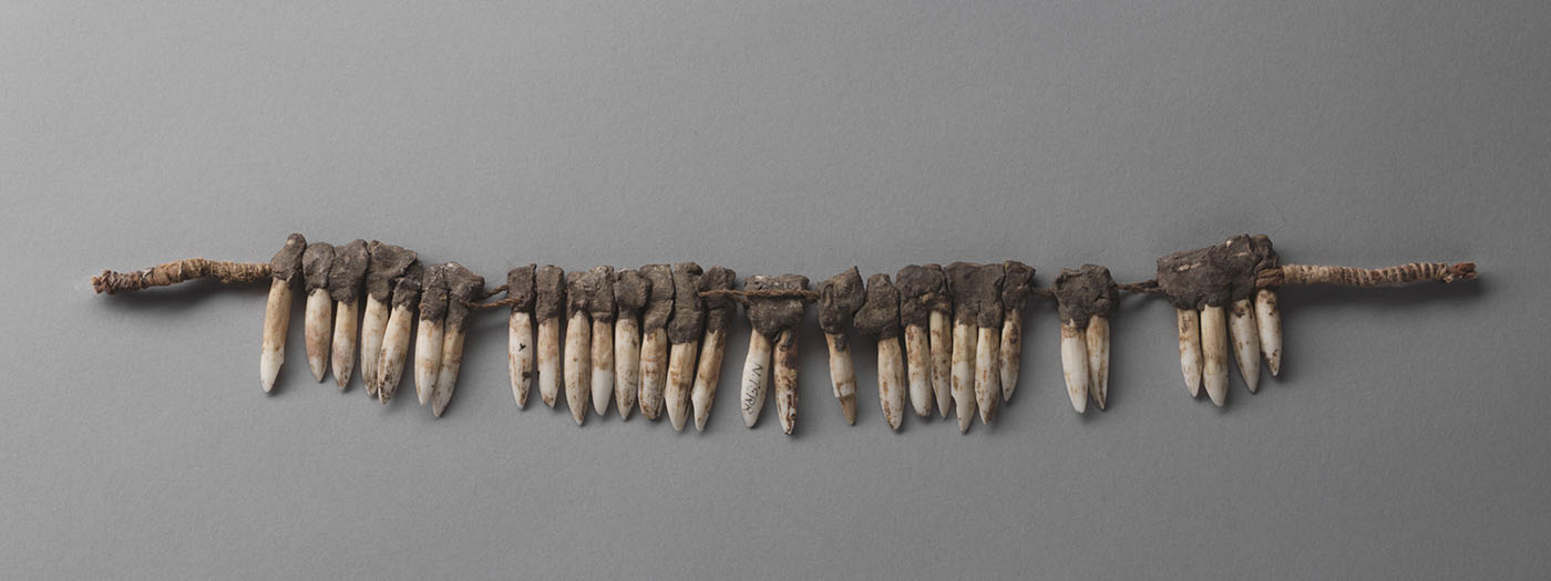 A headband made from two-ply natural fibre string and kangaroo incisor teeth. The long teeth have been joined together in groups of six, seven and eight. A group of four, two pairs and a single tooth complete the band. The teeth have been grouped by joining them at their tops with natural resin and then attaching the groups to the string. The teeth all show areas of pale brown colour; some have small dark spots. The headband is laid out in a straight line.