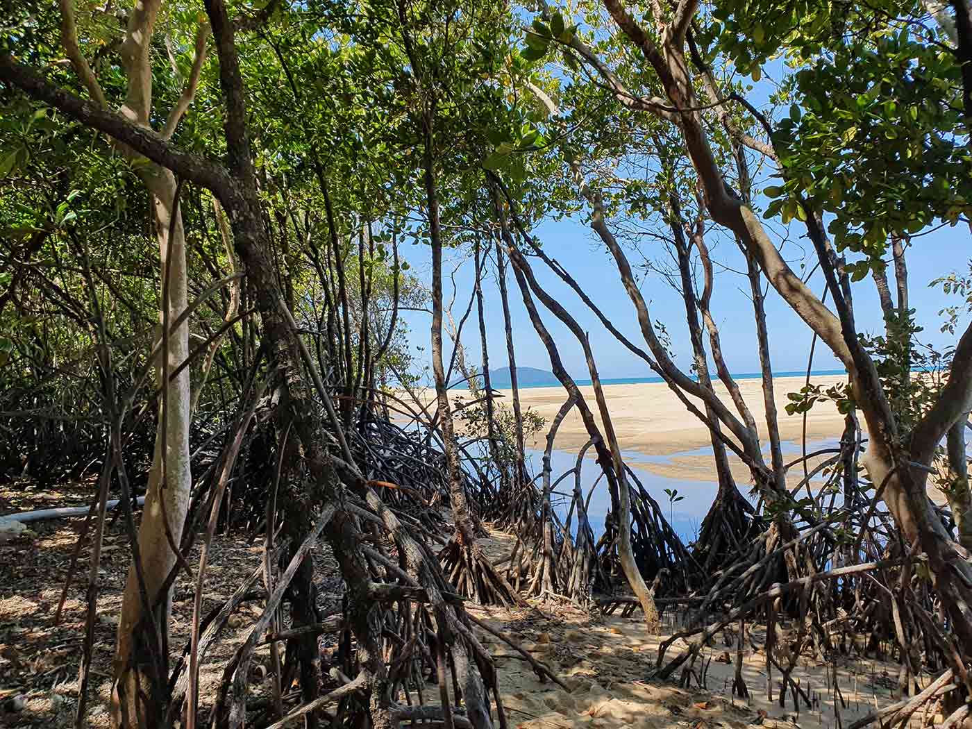 Colour photo of a view from mangrove trees looking out to a beach and ocean with an island in the distance.