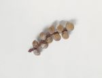 Snail shells teunga Branch-like head adornment made of ten white snail shells woven into a plaited band made of plant fibres.
