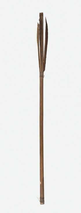 Shaft of an arrow Short arrow made of fir wood, feathered, and pointed with bone having two barbs and also an additional point made of a blue slate ground very sharp.