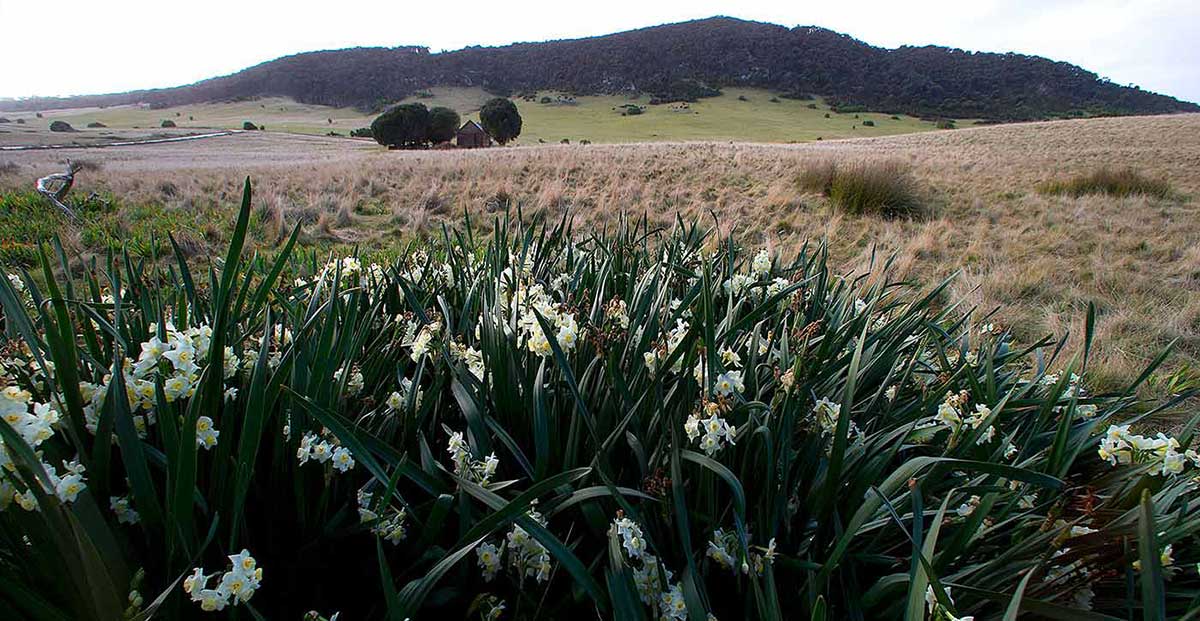 View of a hilly landscape with flowers in the foreground.