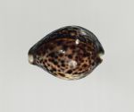 Possibly used as a drinking vessel made from the natural shell of the cowry snail.