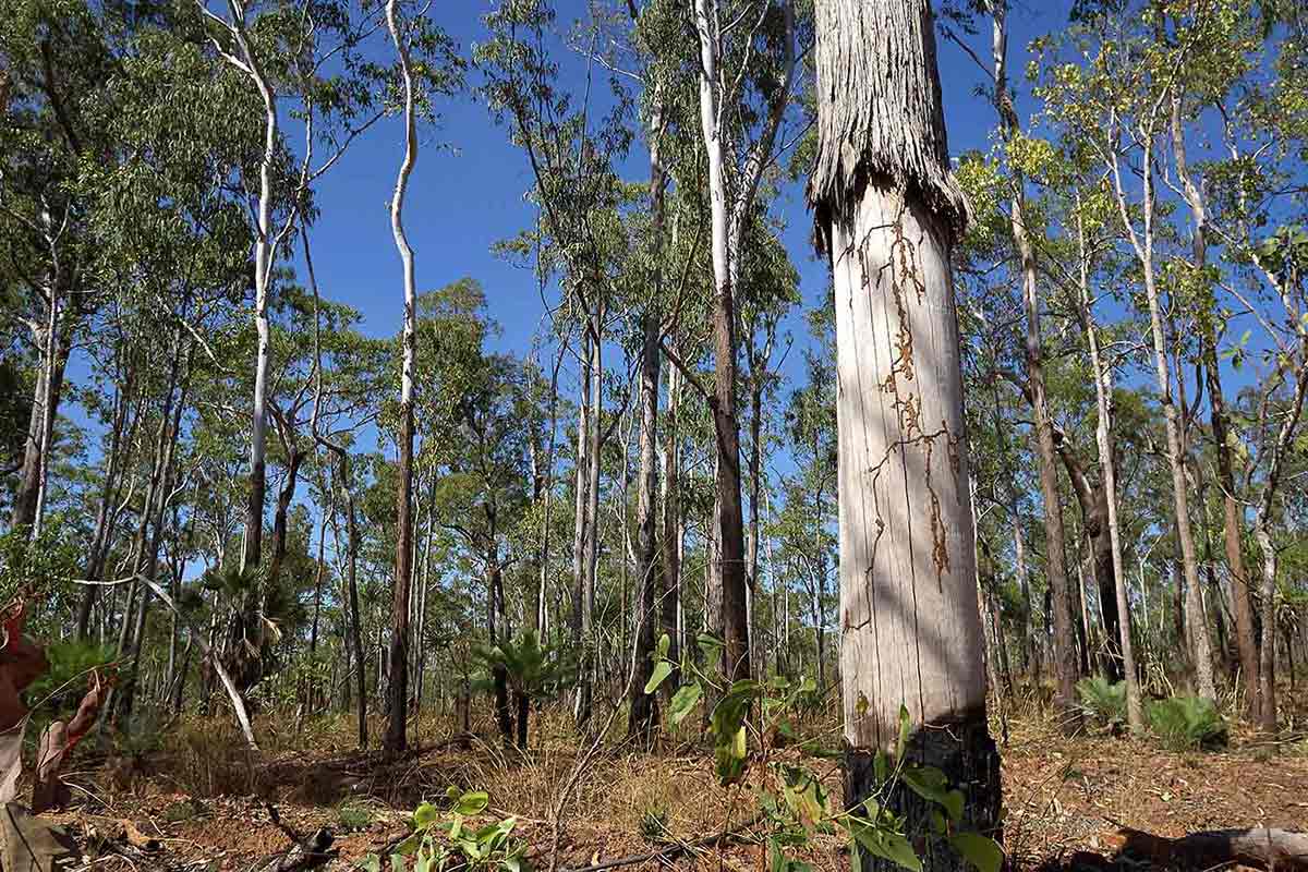 A photo of bushland populated with tall trees. The backdrop is a bright blue sky.