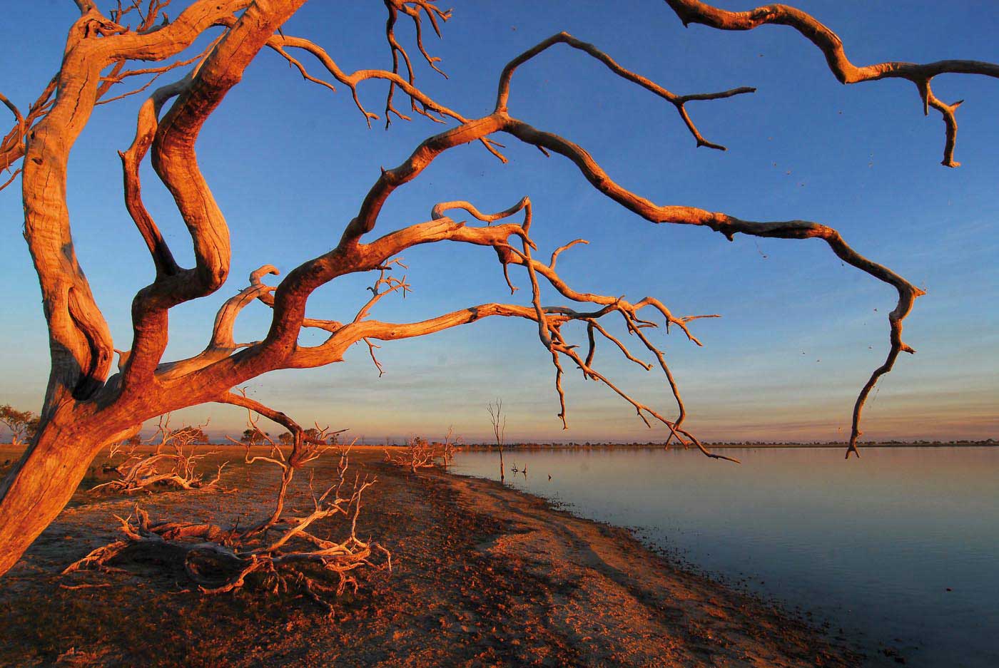 Colour photograph of a landscape featuring a dead tree overlooking a lake.